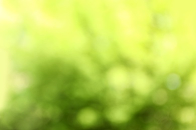 Photo of Blurred view of abstract green background. Bokeh effect