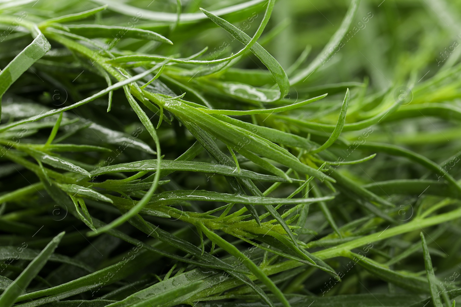 Photo of Fresh tarragon sprigs on blurred background, closeup