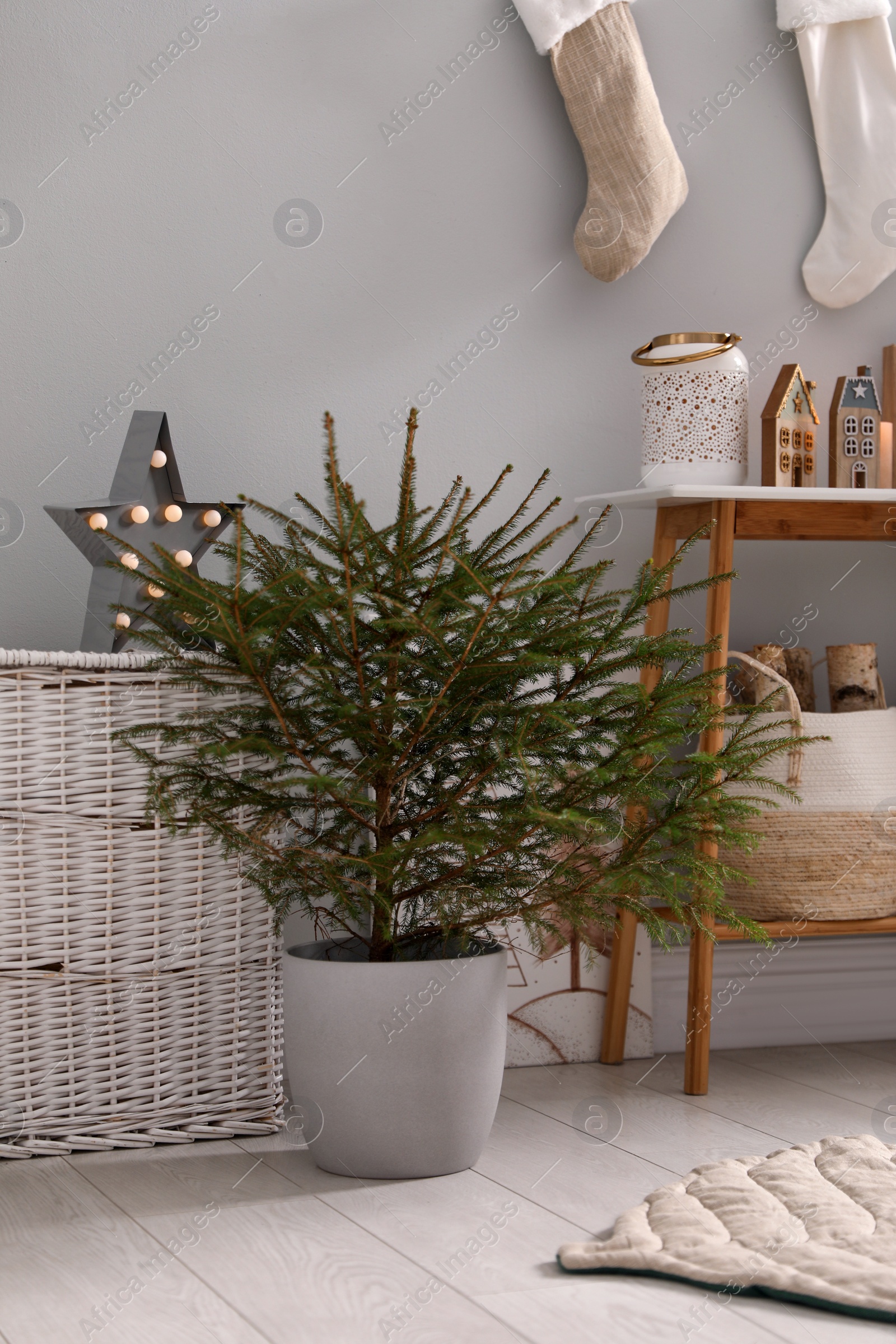 Photo of Beautiful room with potted fir tree on floor. Interior design