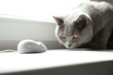 Photo of Beautiful grey British Shorthair cat playing with toy on window sill indoors, closeup