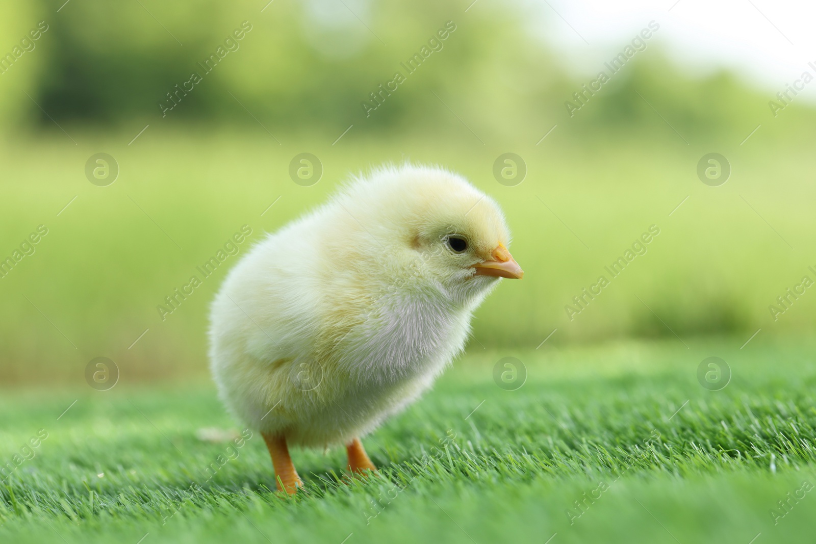 Photo of Cute chick on green artificial grass outdoors, closeup. Baby animal