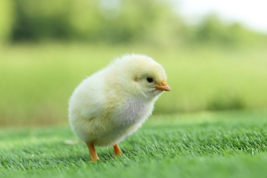 Cute chick on green artificial grass outdoors, closeup. Baby animal