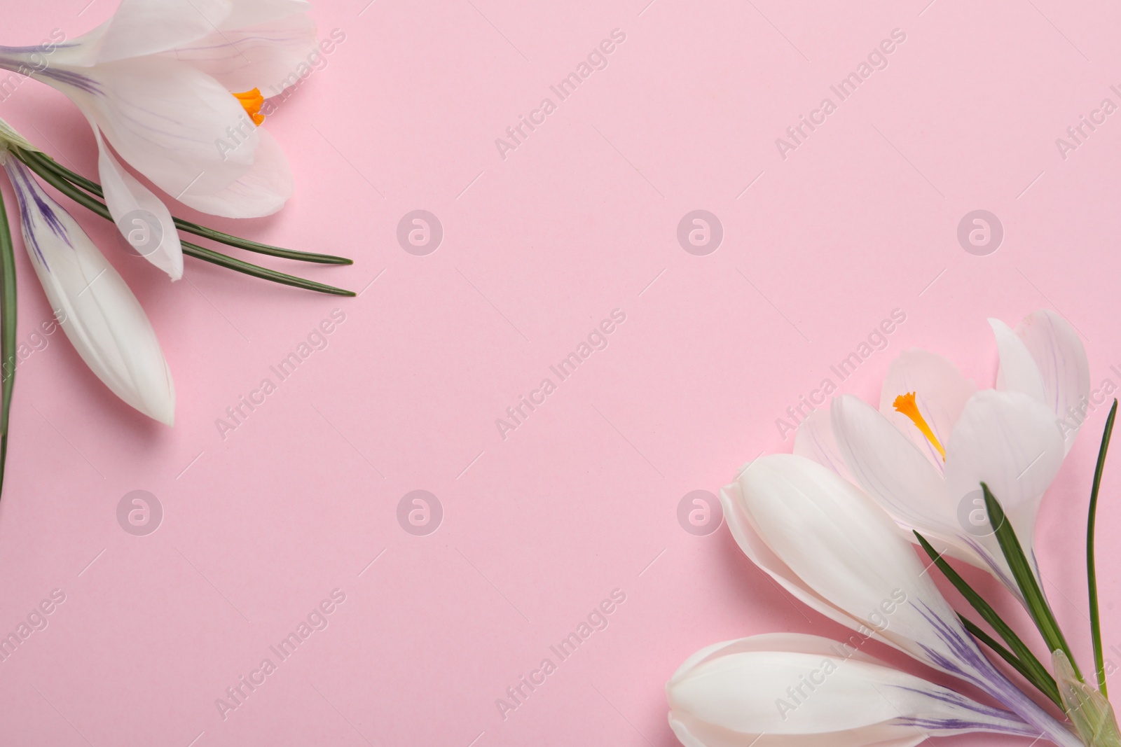 Photo of Beautiful white crocus flowers on pink background, flat lay. Space for text