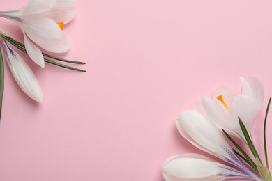 Photo of Beautiful white crocus flowers on pink background, flat lay. Space for text