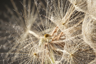 Photo of Dandelion seeds with dew drops on black background, close up