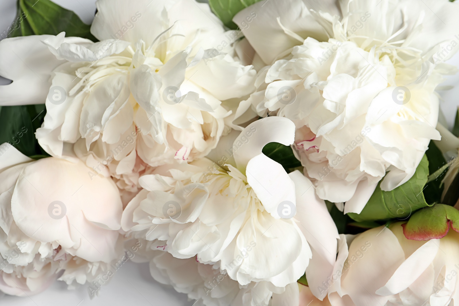 Photo of Beautiful blooming peony flowers as background, closeup