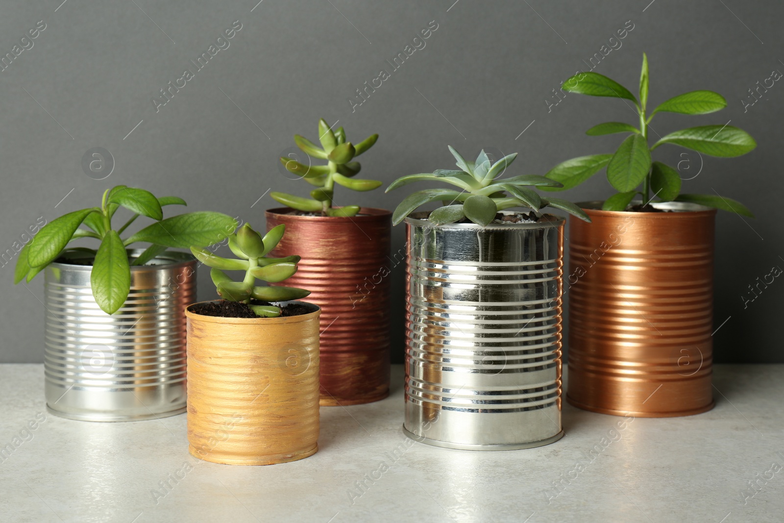 Photo of Beautiful houseplants in tin cans on light grey stone table