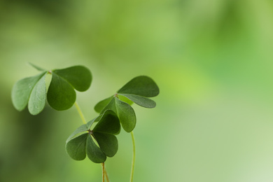 Clover leaves on blurred background, space for text. St. Patrick's Day symbol