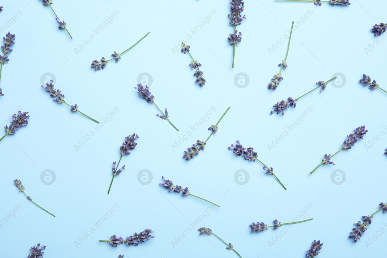 Photo of Beautiful lavender flowers on light blue background, flat lay