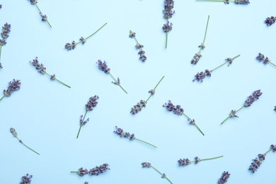 Beautiful lavender flowers on light blue background, flat lay