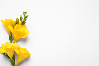 Photo of Beautiful blooming yellow freesias on white background, top view. Space for text