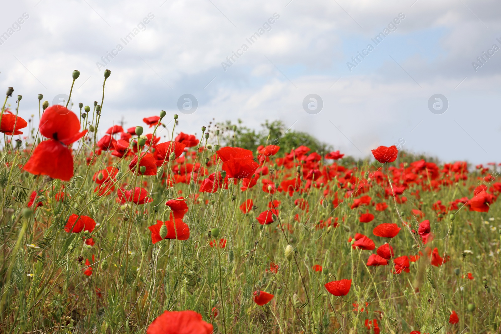 Photo of Beautiful red poppy flowers growing in field