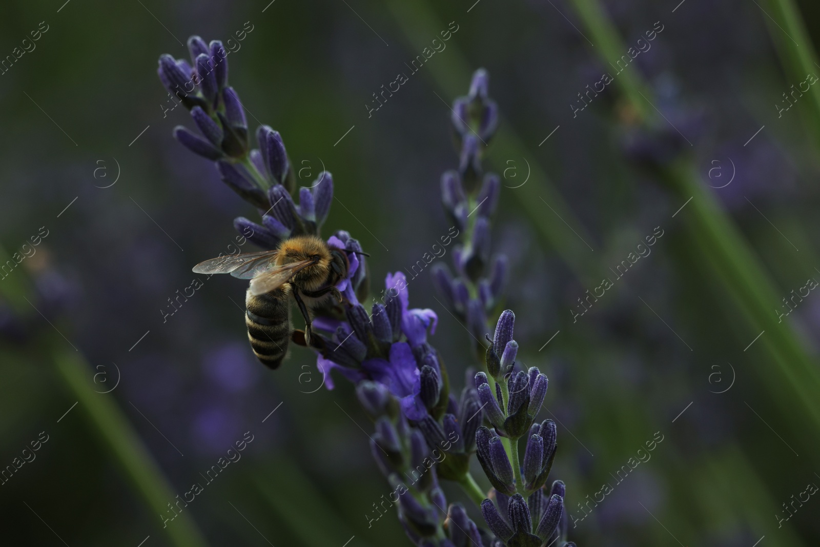 Photo of Honeybee collecting nectar from beautiful lavender flower outdoors, closeup. Space for text