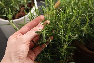 Woman picking aromatic green rosemary sprig, closeup