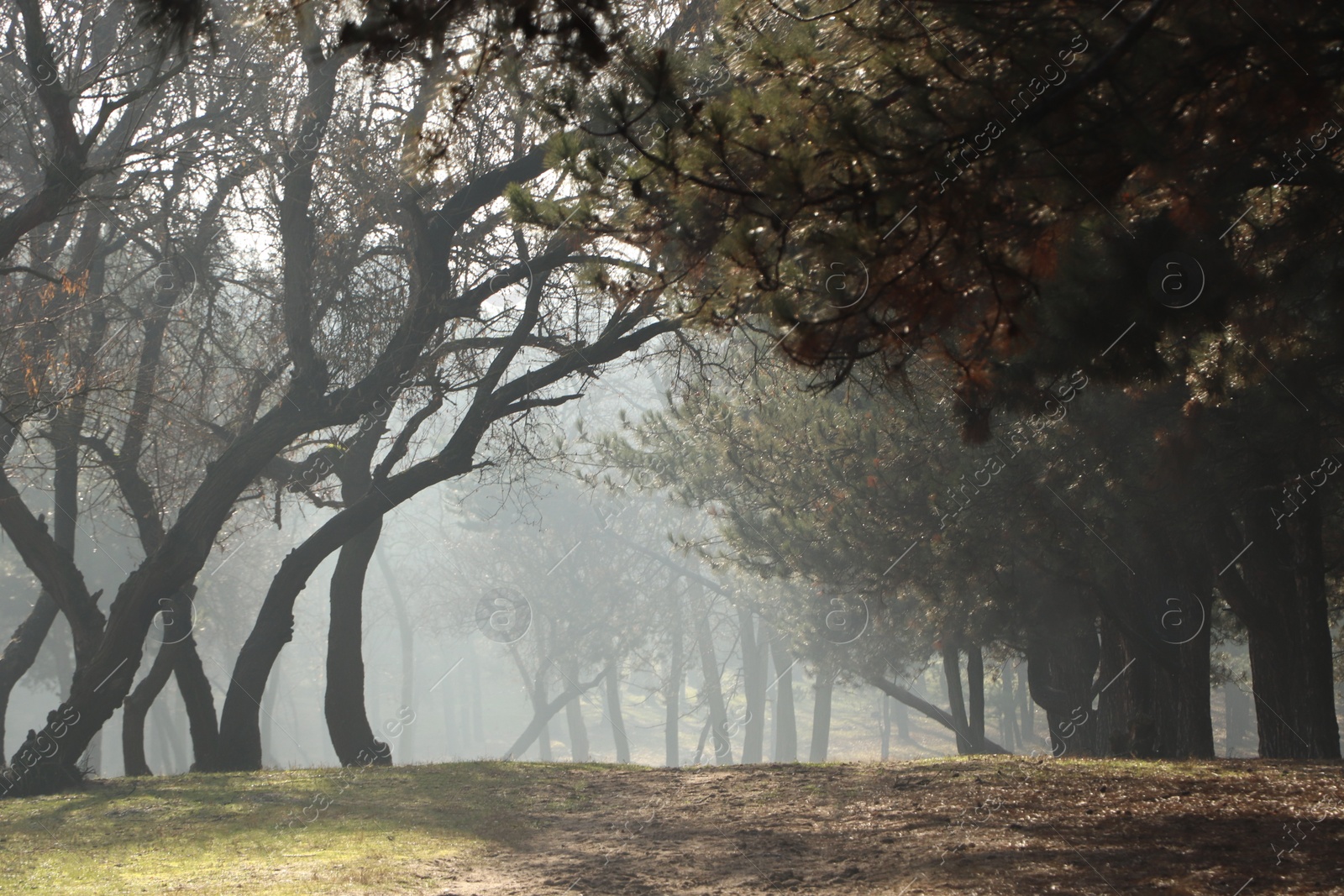 Photo of Picturesque view of beautiful forest on sunny day