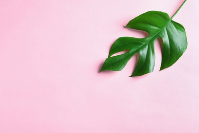 Beautiful tropical Monstera leaf on color background, top view