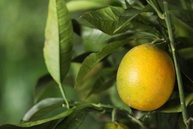 Photo of Closeup view of lemon tree with ripe fruit outdoors