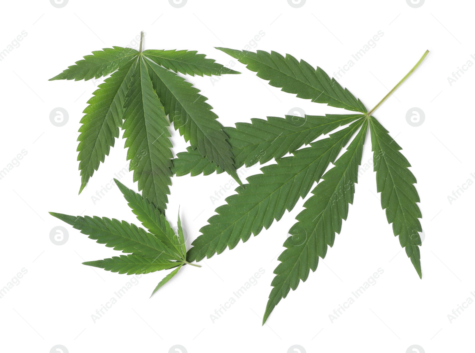 Photo of Fresh green hemp leaves on white background, top view