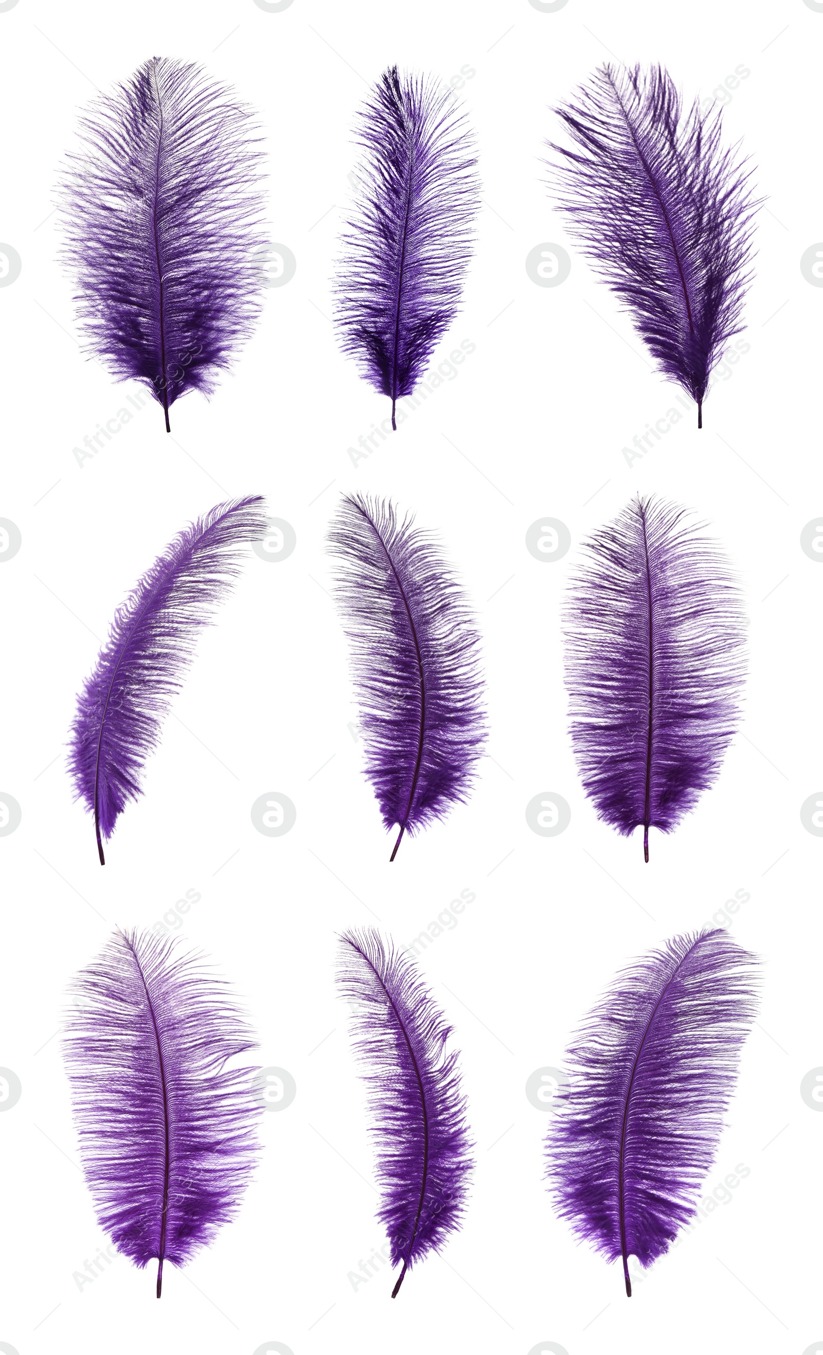 Image of Beautiful purple feathers isolated on white, set