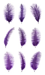 Image of Beautiful purple feathers isolated on white, set