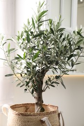 Beautiful potted olive tree near cupboard indoors