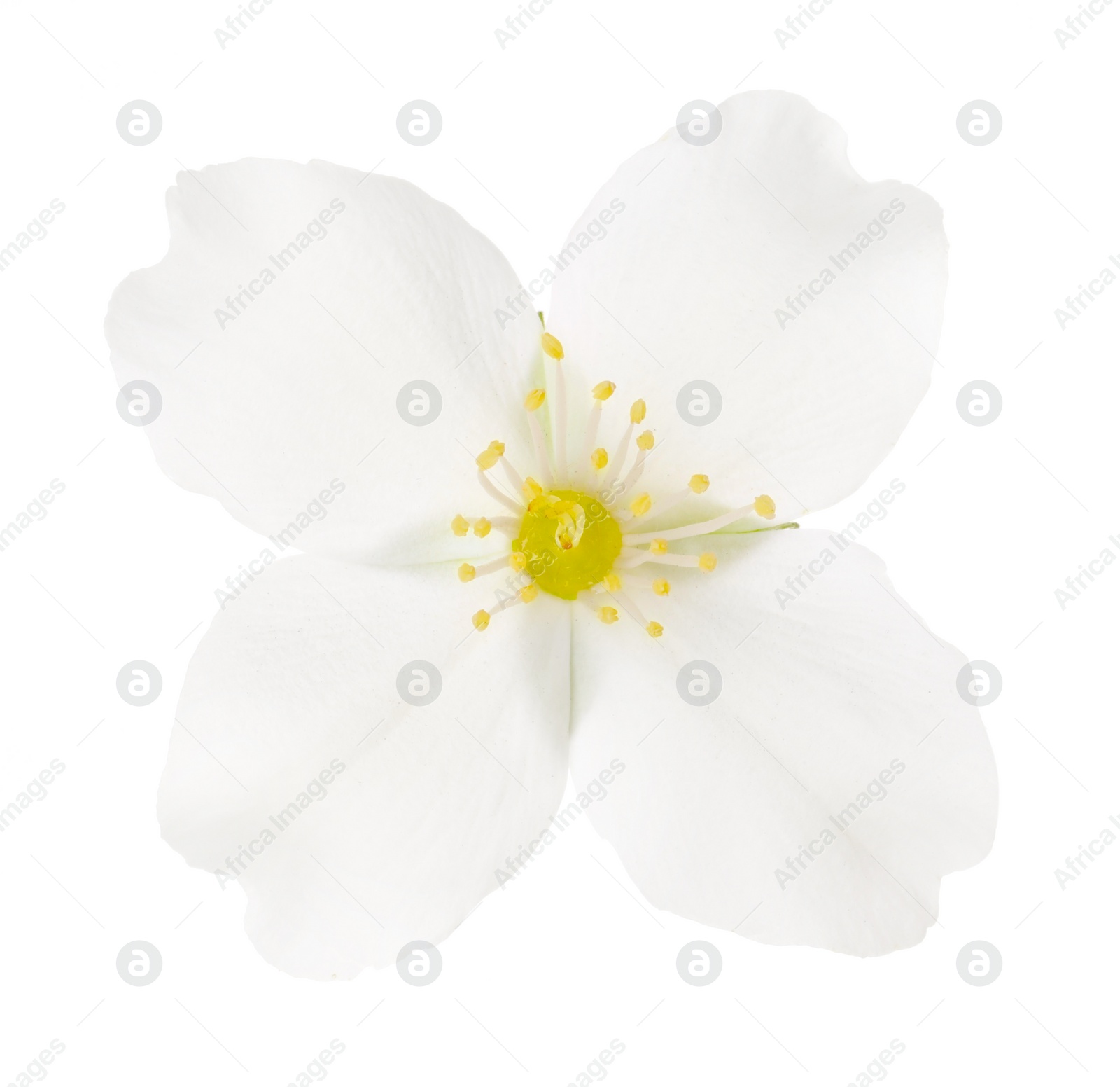 Photo of Beautiful delicate jasmine flower isolated on white