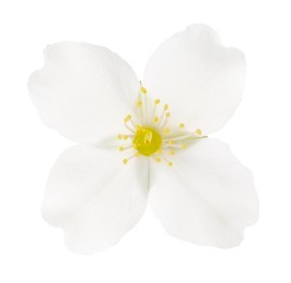 Photo of Beautiful delicate jasmine flower isolated on white