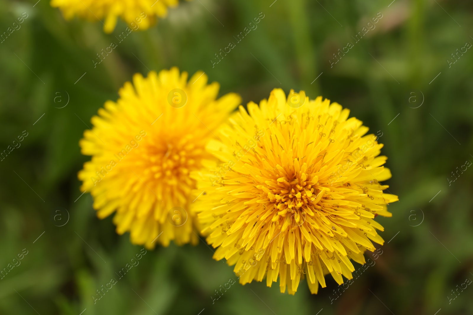 Photo of Beautiful yellow dandelion flowers growing outdoors, closeup