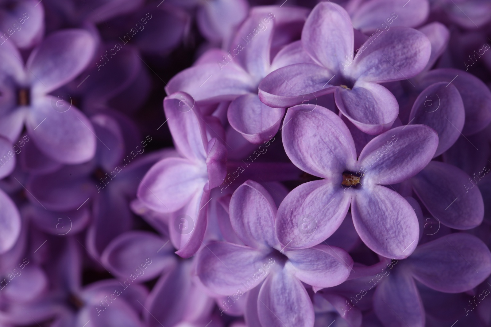 Photo of Closeup view of beautiful blossoming lilac as background