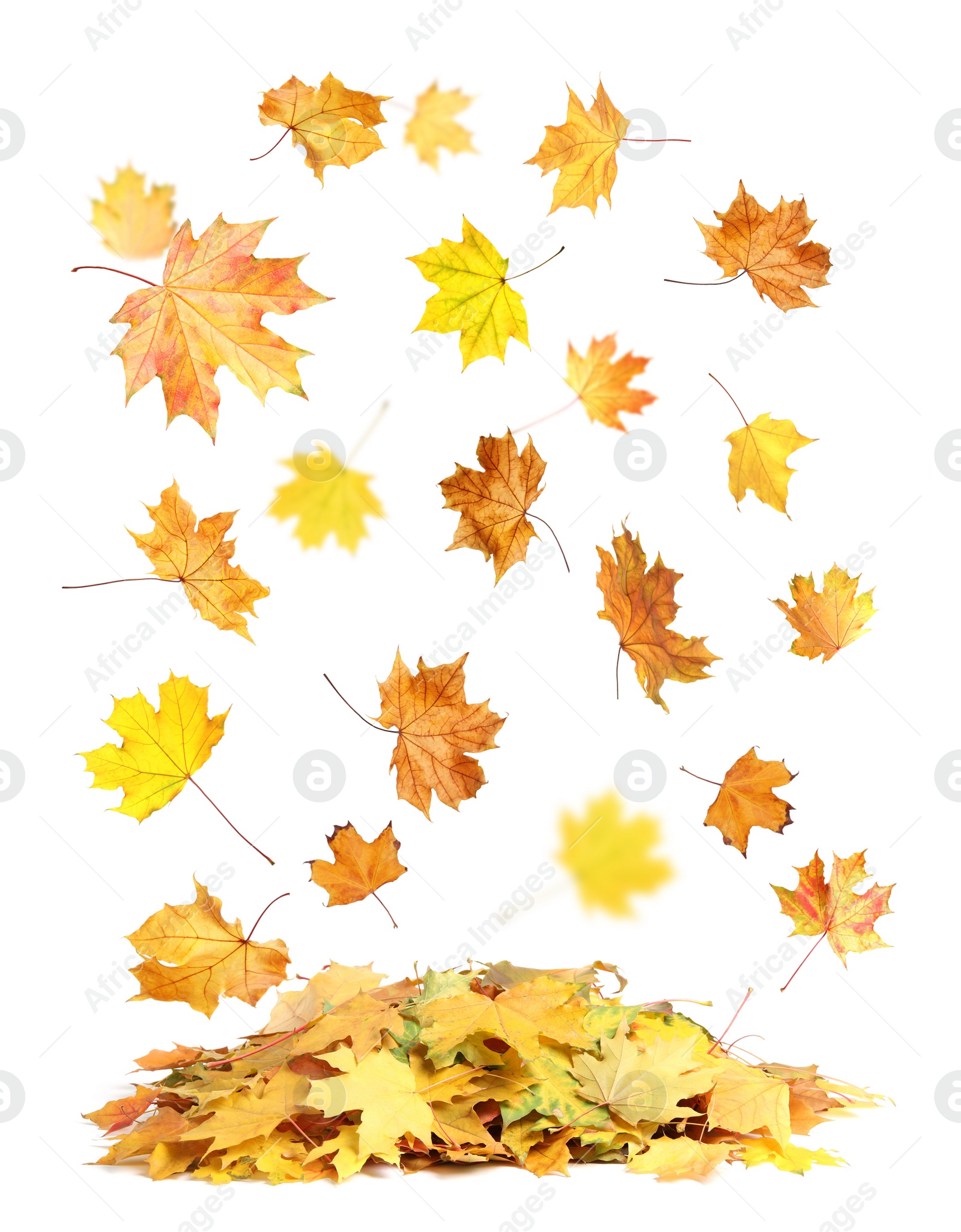 Image of Beautiful autumn leaves falling on white background