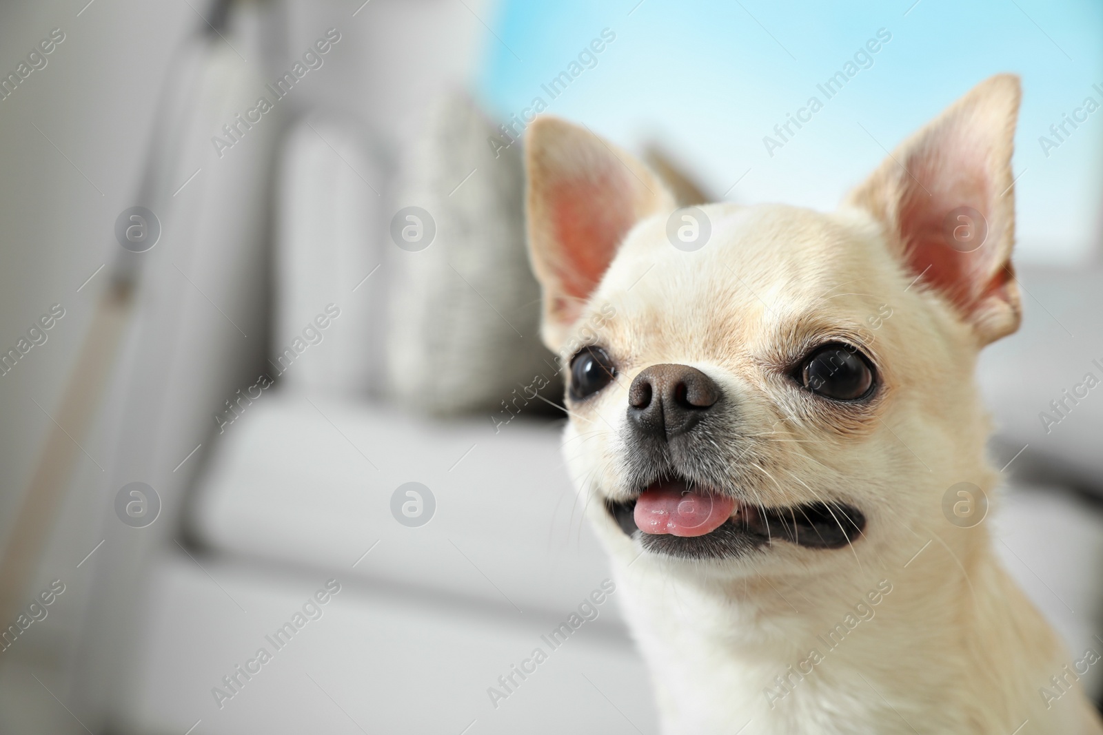 Photo of Adorable Toy Terrier on blurred background. Domestic dog