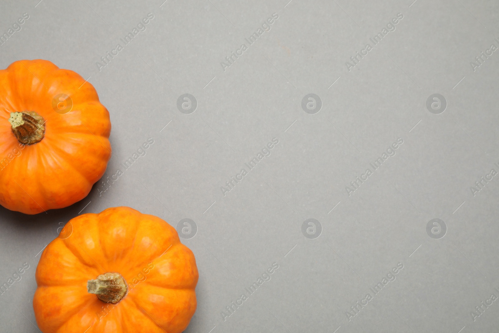 Photo of Fresh ripe pumpkins on grey background, flat lay. Space for text
