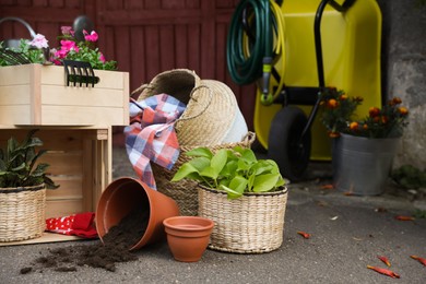 Beautiful plants and different gardening tools outdoors