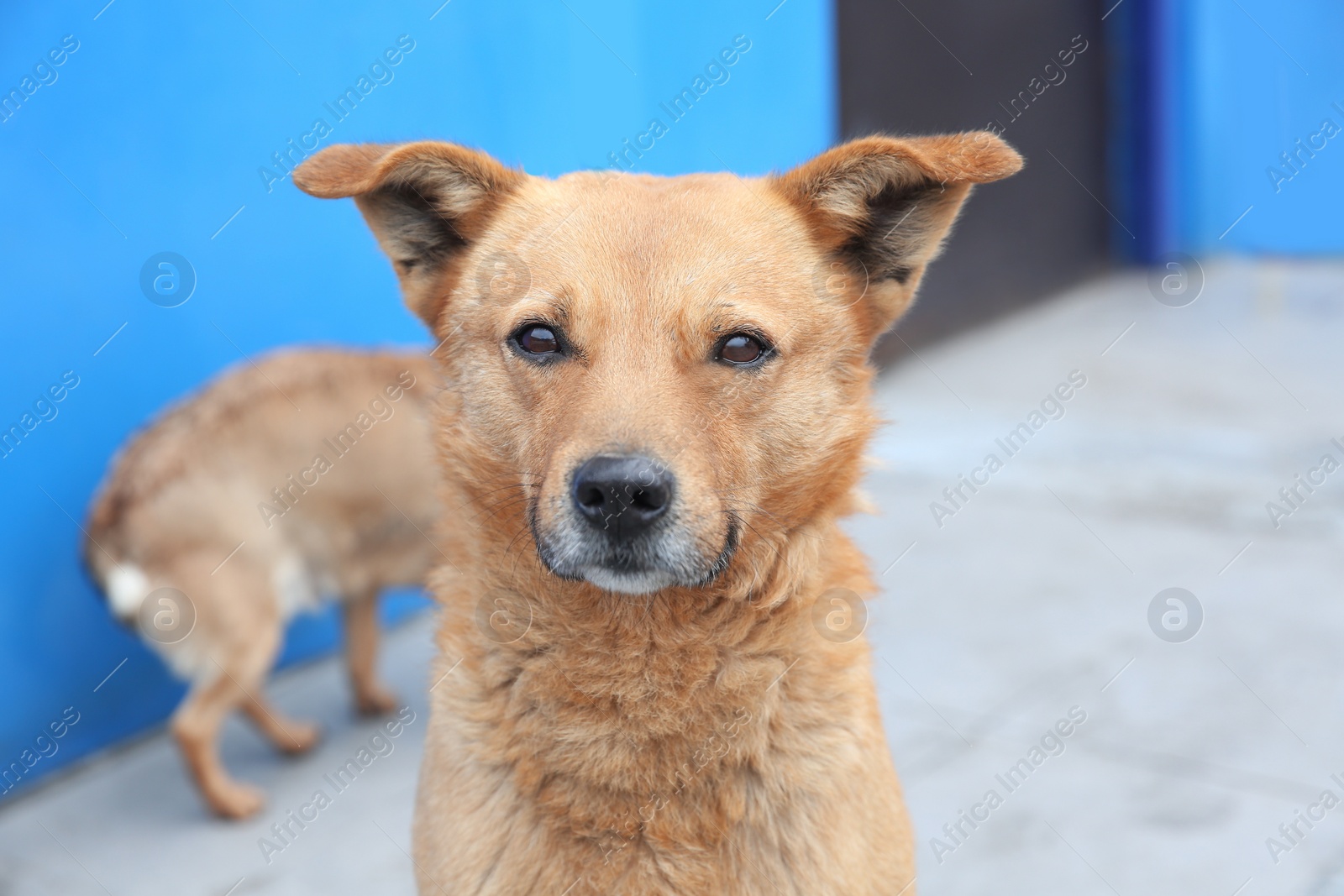 Photo of Homeless dog on porch outdoors. Abandoned animal