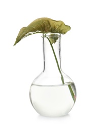 Round bottomed flask with leaf on white background