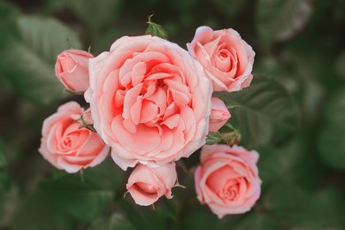 Beautiful pink rose flowers blooming outdoors, closeup