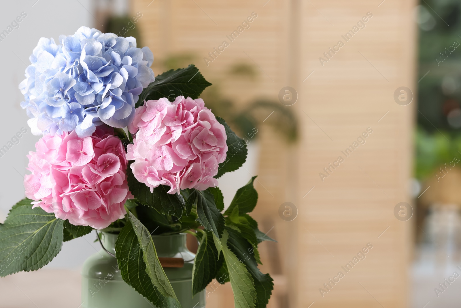 Photo of Beautiful hortensia flowers indoors. Space for text