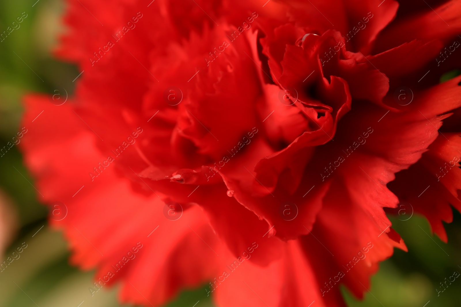 Photo of Red carnation flower with water drops on blurred background, closeup