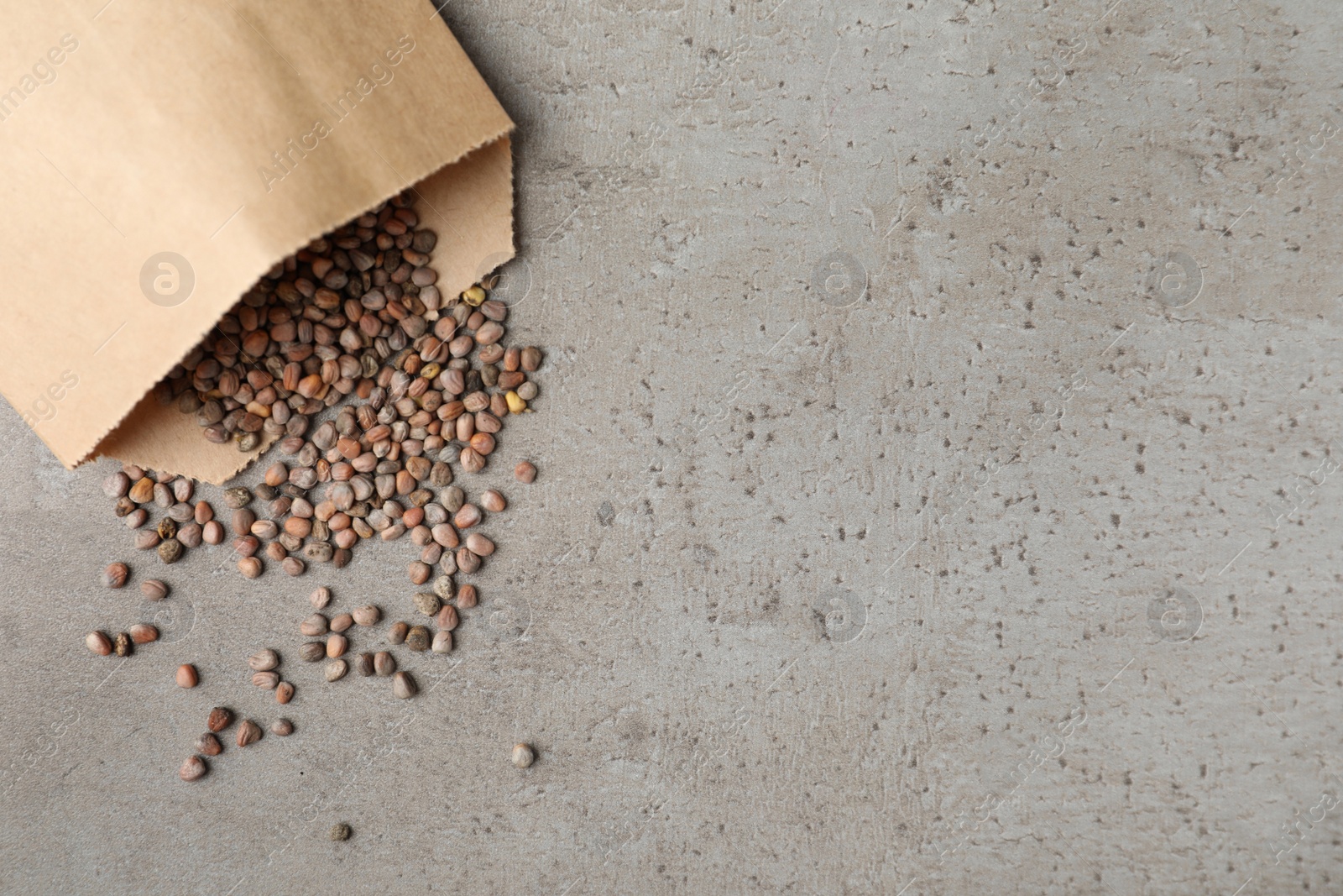 Photo of Raw radish seeds and space for text on grey table, flat lay. Vegetable planting