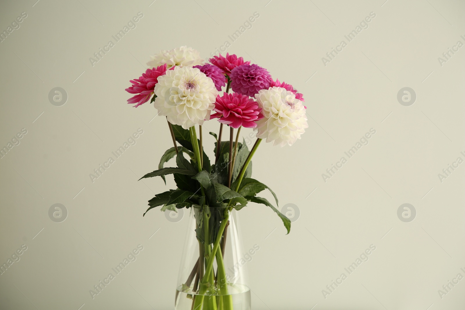 Bouquet of beautiful Dahlia flowers in vase near white wall Photo of Bouquet of beautiful Dahlia flowers in vase near white wall