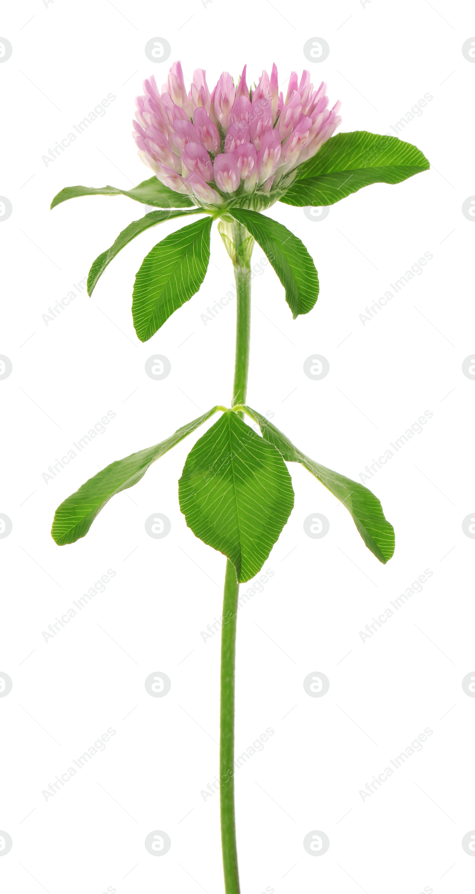 Photo of Beautiful blooming clover plant isolated on white