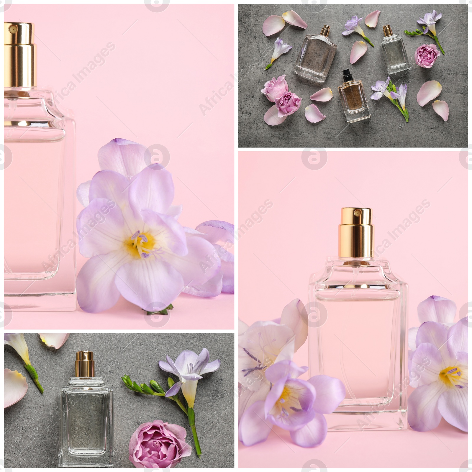 Image of Creative collage with photos of luxury perfume and beautiful flowers on color backgrounds 