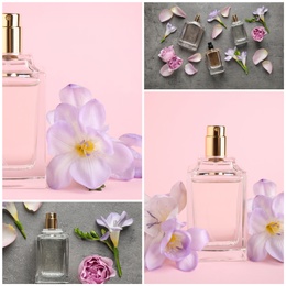 Creative collage with photos of luxury perfume and beautiful flowers on color backgrounds 