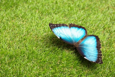 Photo of Beautiful Blue Morpho butterfly on green grass outdoors