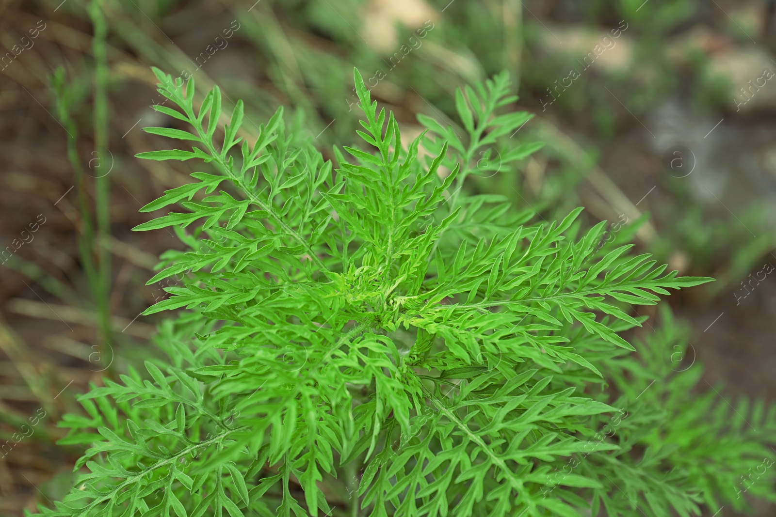 Photo of Ragweed plant (Ambrosia genus) outdoors. Seasonal allergy