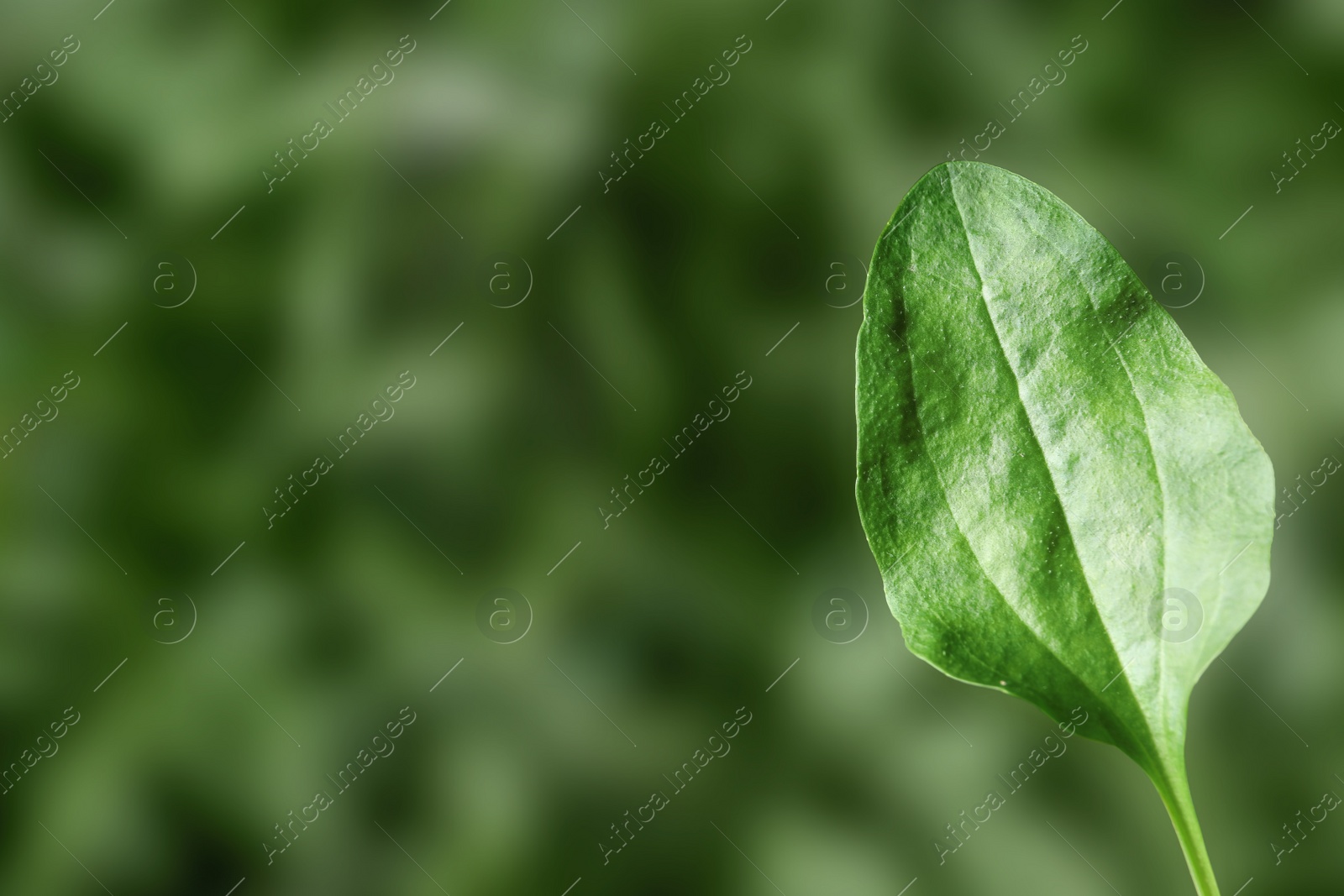 Photo of Green broadleaf plantain leaf outdoors, space for text. Medicinal herb