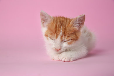 Photo of Cute little kitten sleeping on pink background, closeup. Baby animal