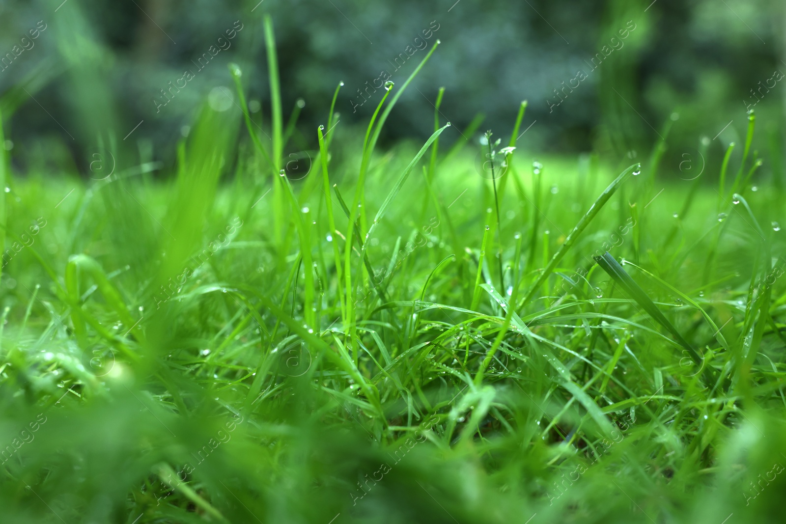 Photo of Fresh green grass with water drops growing outdoors in summer, closeup