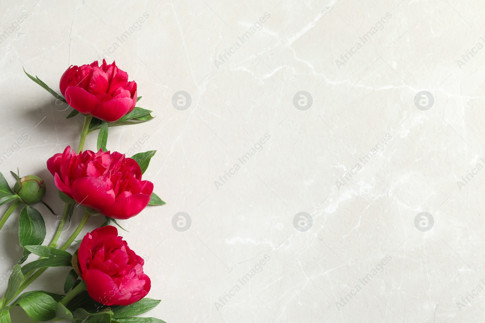 Photo of Beautiful blooming peony flowers on light background, top view