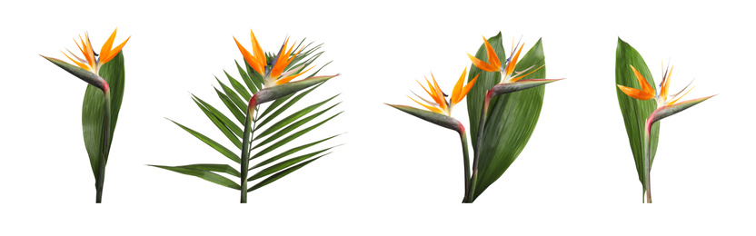 Image of Set with bird of Paradise tropical flowers on white background. Banner design